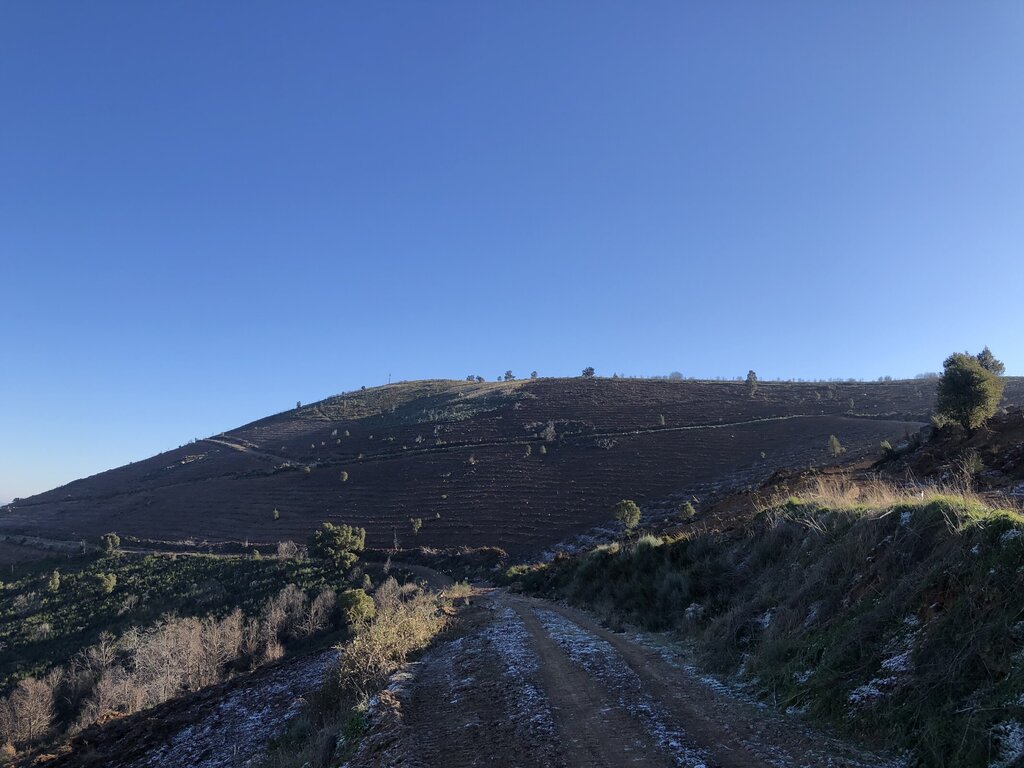 Reflorestação de sobreiros e aproveitamento de regeneração natural de carvalhos negrais na Serra ...