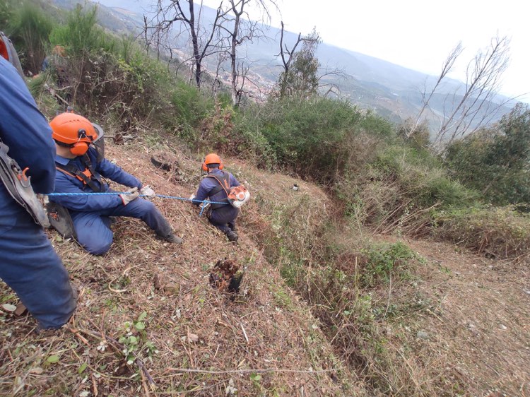 Equipa de Sapadores Florestais efetua trabalhos de manutenção e limpeza no Perímetro Florestal da...